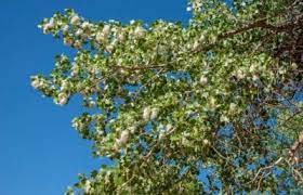 Cottonwood is a large tree with long, straight trunk and massive branches forming a rounded top. Cottonwood Tree Facts How Fast Does A Cottonwood Tree Grow