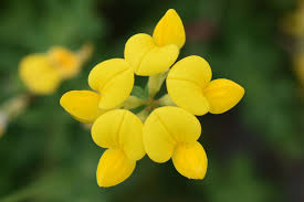 Image result for Lotus corniculatus