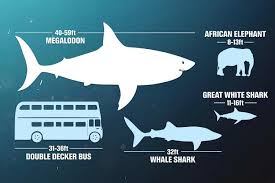 Killer whales notice the shark first. Real Ancient Mega Shark The Megalodon That Was Three Times Bigger Than Jaws With Teeth As Big As A Hand Is Brought Back To Life In Action Film The Meg