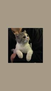 Shff Ia157 Wallpaper Locksreen Background Aesthetic Cat Di 2020 Gambar Hewan Seni Kucing Gambar Hewan Lucu