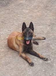 Le malinois est un chien actif, obéissant, avec un bon mordant et destructeur si l'on n'en prend pas soin. Chios Malinois Charbonne Alger Zeralda Algerie Vente Achat