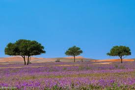 Saudi Buzz - LAVENDER BLOOMS IN THE CENTRAL REGION OF SAUDI ARABIA! 🇸🇦😍🪻💜 📷 X/@dhaferphoto 𝘈𝘭𝘭 𝘳𝘪𝘨𝘩𝘵𝘴 𝘢𝘯𝘥 𝘤𝘳𝘦𝘥𝘪𝘵𝘴 𝘳𝘦𝘴𝘦𝘳𝘷𝘦𝘥 𝘵𝘰 𝘵𝘩𝘦 𝘳𝘦𝘴𝘱𝘦𝘤𝘵𝘪𝘷𝘦 𝘰𝘸𝘯𝘦𝘳(𝘴). 𝘐𝘧 𝘺𝘰𝘶 𝘢𝘳𝘦 𝘵𝘩𝘦 𝘮𝘢𝘪𝘯 ...