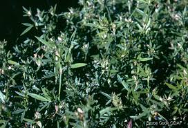 Image result for Stylosanthes