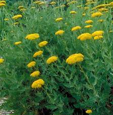 Pin By Nathalie Stridsberg On Perrenials Yarrow Herbaceous Perennials Yarrow Flower