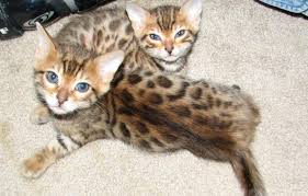 A wide variety of bengal kittens for sale options are available to you, such as feature, application, and type. Cheetoh Cat Info Kittens Personality Pictures Cat Breed Selector