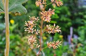 Image result for Macleaya
