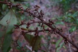 Image result for Xylopia tenuipetala