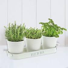 barnyard designs succulent herb pot