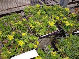 Succulents are so easy to grow. And Then I Was Hit In The Head By A Cucumber Garden Tiles Sedum Ground Cover Sedum Garden