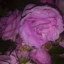 Roy Thomas Ritchie III Obituary (2024)