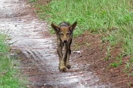 However, they inhabit the highlands while the sambar mostly live in the lowlands and marshes. Red Wolf Pup St Vincent Nwr July 2016 Small The Wfsu Ecology Blog