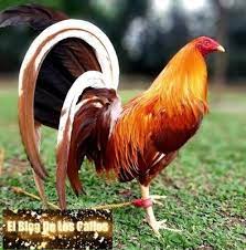 Pin En Aves