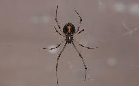 Our professional services come with a satisfaction guarantee because our goal is provide an affordable solution for your home or business. Blog What You Ought To Know About Dangerous Spiders In Highlands County