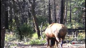 My name is shane koury and my guides and i have created this blog to share the awesome. Arizona Elk With Koury Guide Service Cute766