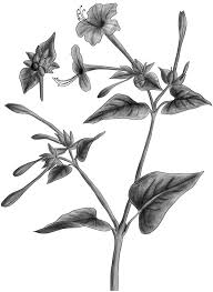 Image result for Mirabilis jalapa