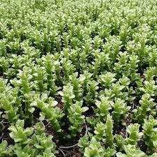 Image result for Monadenium crenatum