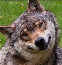 14 Funny Wolf Pictures That Will Put A Smile On Your Face Funny Wolf Wolf Dog Wolf Pictures