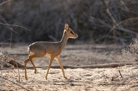 Image result for Cadaba kirkii