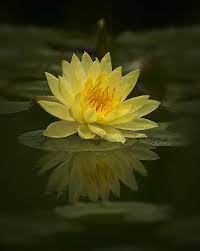 Yellow Water Lily Water Lilies Water Lily Water Lilly