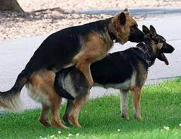 Gay Men Are Like Rutting Dogs. Same-sex attraction is a disease | by James  Finn | James Finn - The Blog | Medium