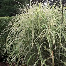 Image result for Miscanthus violaceus
