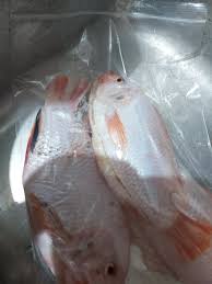 Masak ikan talapia stim lemen sedap. Beli Ikan Talapia Segar Dari Cosmos Green Farm Enchanted Life Begins