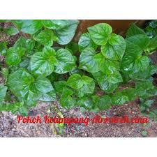 1 komentar | des 9, 2016. Pokok Sireh Cina Ketumpang Air Merupakan Tanaman Herba Yang Kaya Dengan Khasiat Shopee Malaysia