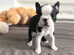 Boston Terrier | Hudson Animal Hospital