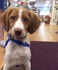 This Is Daphne A 15 Week Old Brittany Puppy She Lives Right In Town So She Is A Frequent Visitor To Wellesley Books What Brittany Puppies Puppy Face Puppies