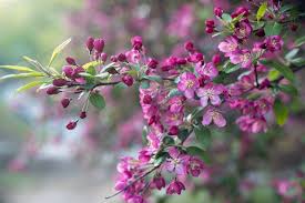 Sign in to icloud to access your photos, videos, documents, notes, contacts, and more. Malus Purple Prince Crabapple