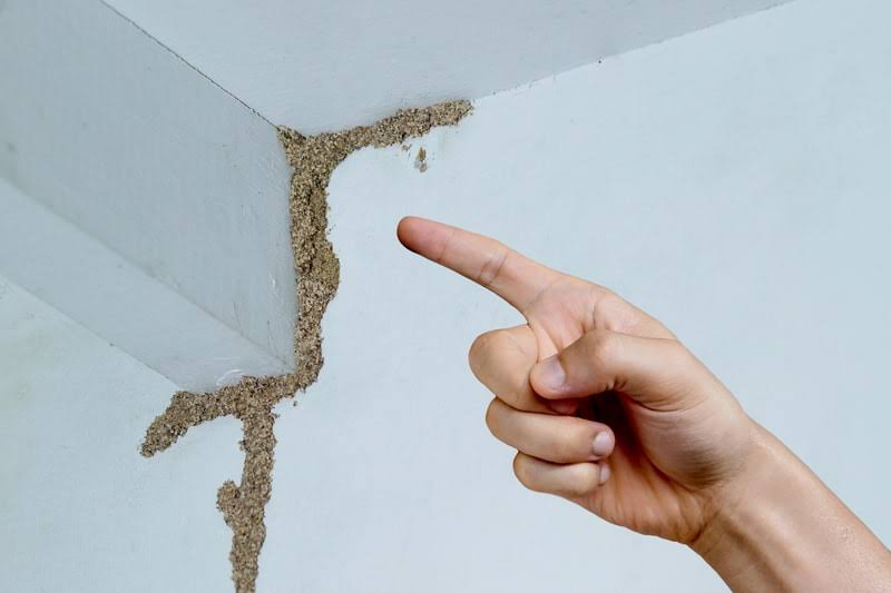 Anti Termite Treatment Service product image