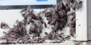 More images for how to get rid of boxelder bugs outside » 6 Easy Ways To Get Rid Of Box Elder Bugs Plunkett S Pest Control