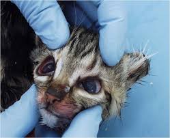 We did not find results for: Kelab Pencinta Kucing Malaysia Parvo Virus Virus Pembunuh Kucing Tanda Kucing Diserang Parvo Virus Muntah Kuning Berbuih Kucing Lemah Dan Dehydrated Kerana Kurang Air Cirit Birit