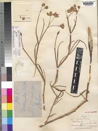 Image result for Stathmostelma fornicatum