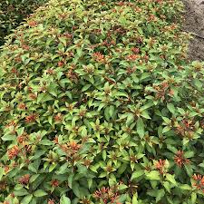 Image result for Hamelia patens