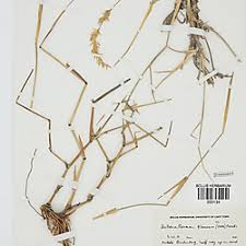 Image result for Centropodia