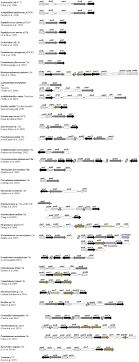 Frontiers Distribution Of Arsenic Resistance Genes In Prokaryotes Microbiology