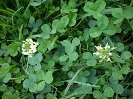 Image result for Trifolium