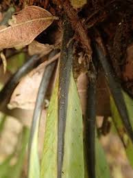 Image result for Asplenium africanum