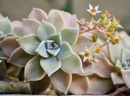 Can be used for hanging baskets. 12 Hanging Succulents You Can Grow I Promise The Succulent Eclectic