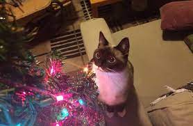 We did not find results for: Every Year My Cat Forgets What A Christmas Tree Is And Re Discovers The Wonder Aww