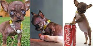 9 santimlik boyu ile chihuahua cinsi milly chihuahua retriever kopek