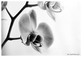 Modern Black And White Photography Prints Bedroom Wall Decor Black And White Photography Floral Photography Orchid Photograph Modern Wall Art Print Floral Photography Orchid Photography White Photography