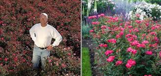 When choosing a knockout for potting, it is important to take into account the size of the container. The 4 1 1 On Knockout Roses