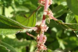 Image result for Parietaria