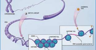 Alzheimer S Disease Genetics Fact Sheet Alzheimer S Disease Education And Referral Center Adear Mthfr Gene Mthfr Gene Mutation Mthfr