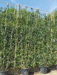 Maybe you would like to learn more about one of these? Living Screening Trees For Instant Privacy Buy Online Uk