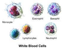 All white blood cells have nuclei, which distinguishes them from the other blood cells, the anucleated red blood cells (rbcs) and platelets. White Blood Cell Wikipedia
