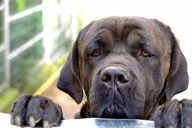 Compare da metà giugno e inizialmente si manifesta con tacche rotondeggianti molto minute, che in breve tempo si allargano diventando macchie. Cane Corso Carattere Malattie E Come Educarlo I Consigli Del Veterinario Greenme