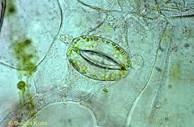 Pruning tomato plants and pinching off sucker stems are two of the best ways to help plants grow better. Plant Cell Images Plant Cell Microscopic